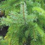 Pyknogenol urvinns från Pinus, maritima Pyknogenol urvinns från Pinus, maritima
