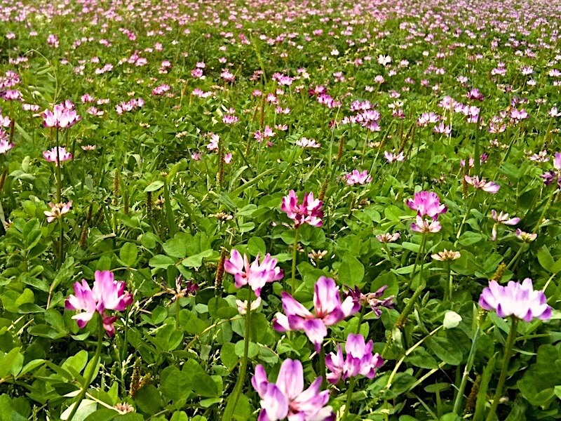 Astragalus som hälsotonikum