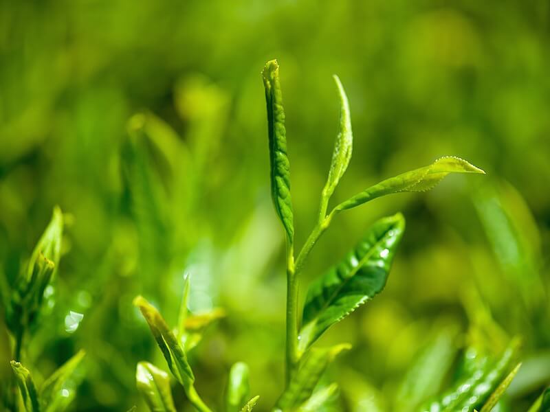 Egenskaper av teanin i grönt te