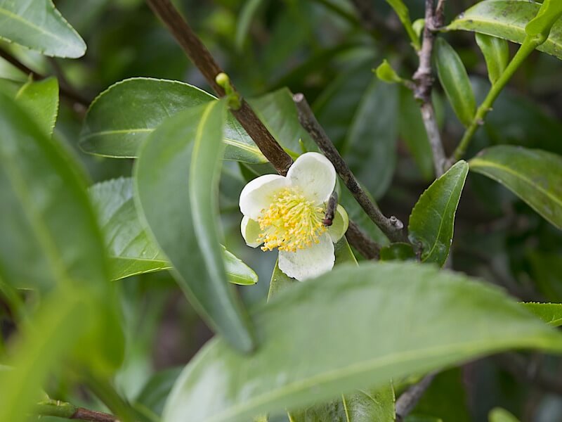 Tea tree oljan som hör hemma i varje husapotek!