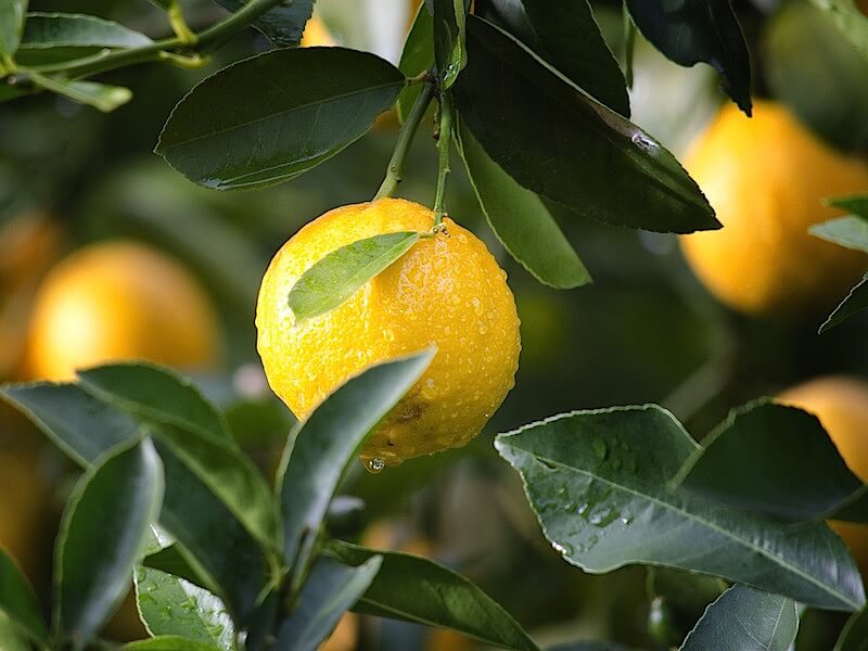 Egenskaper av eterisk citronolja