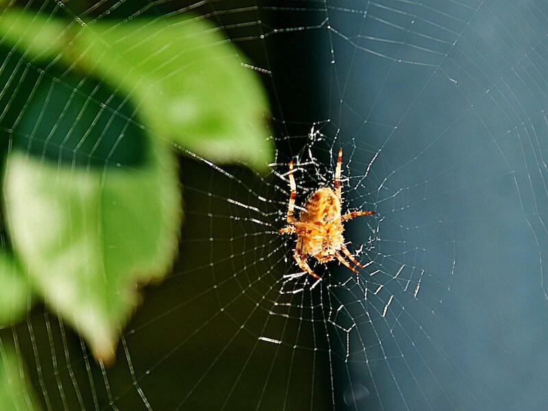 Att hålla spindlarna borta inomhus