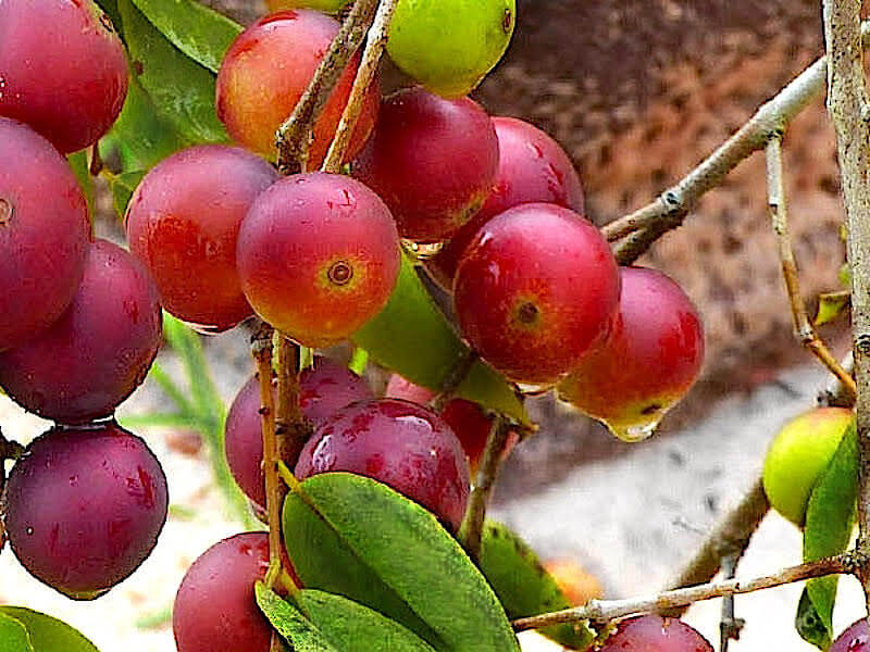 Camu Camu - Ett naturligt tillskott av C-vitamin