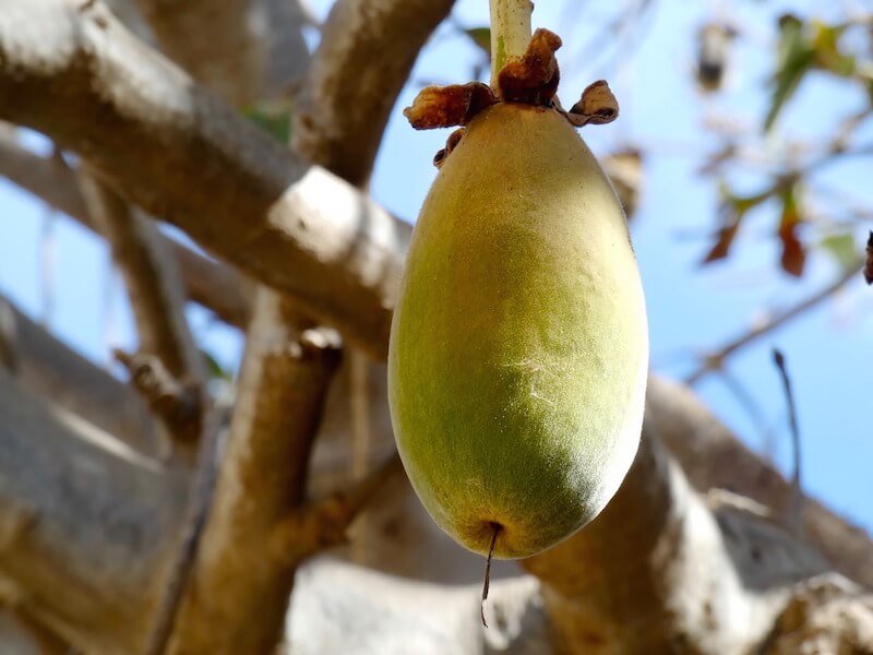 Baobab - en superfrukt från Afrikas Savann