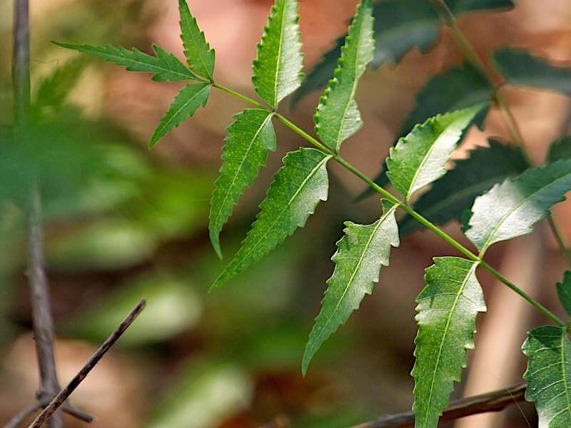 Användning av örten neem och neemolja