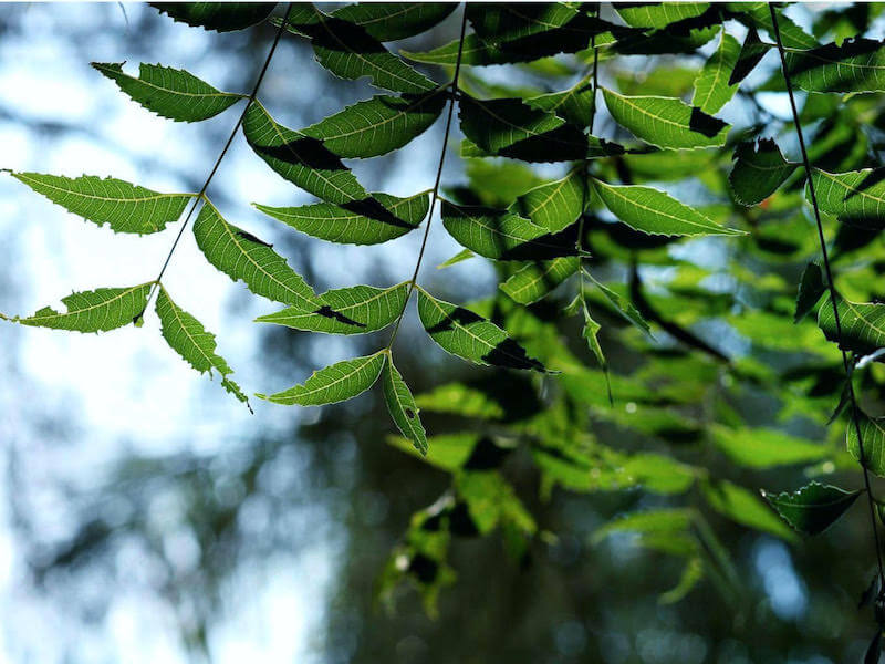 Användning av örten neem inom Ayurveda