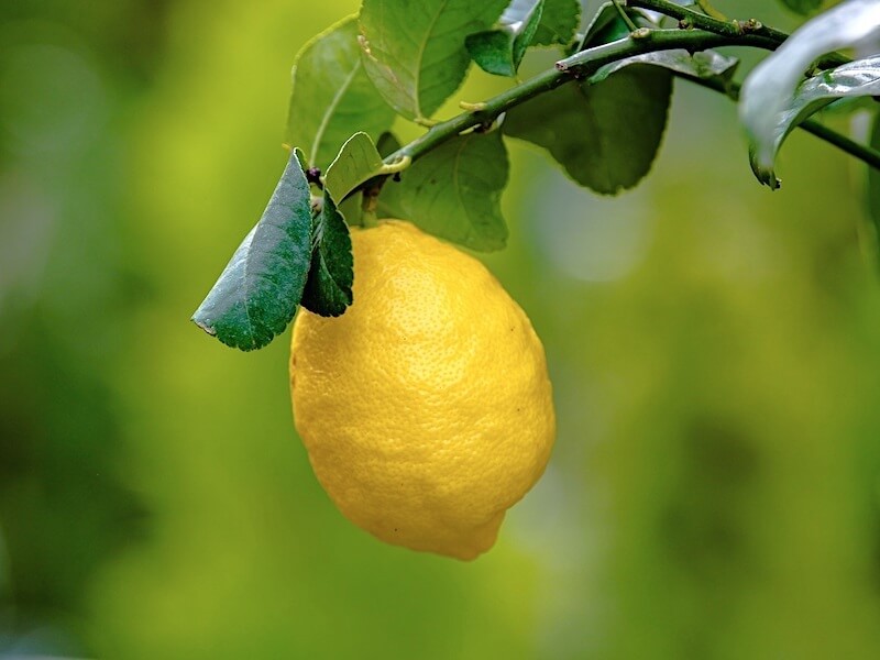 Citrondoft kan få dig att tänka klarare