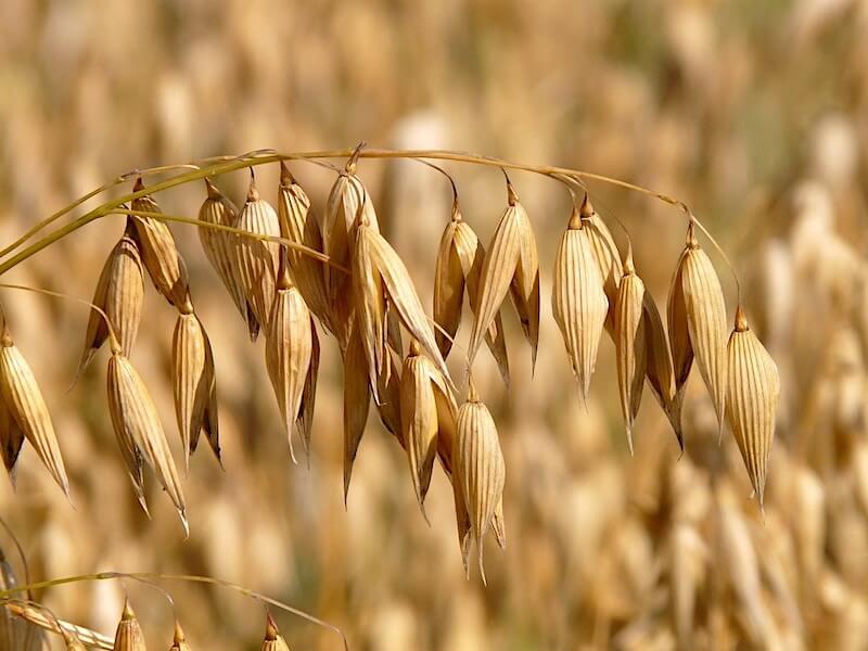 Rent havre klassas som glutenfritt