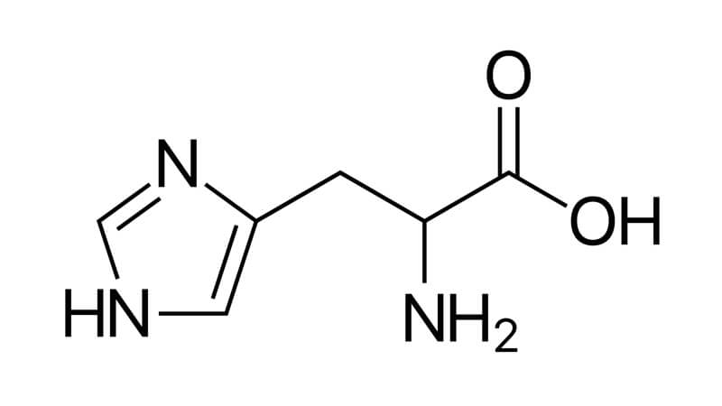 Funktion av aminosyran histidin i kroppen