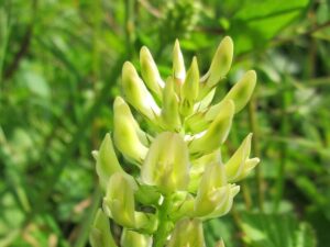 Egenskaper av Astragalus som läkeört