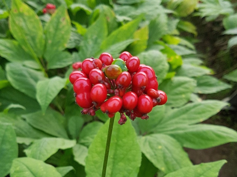 Ginseng som ört och naturläkemedel