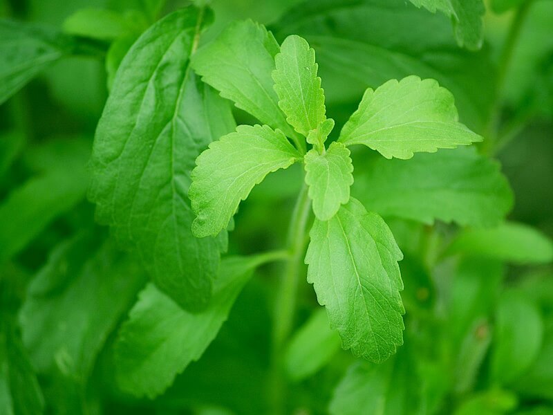 Stevia som sötningsmedel