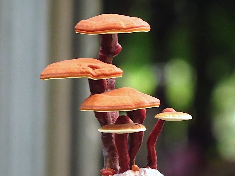 Reishi - Mannentake - Lingzhi (Ganoderma lucidum)