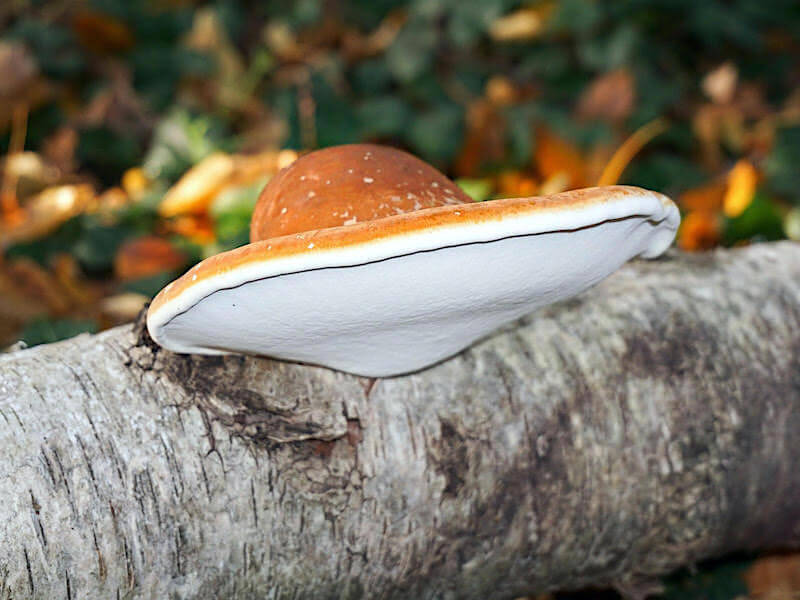 Vad är reishi