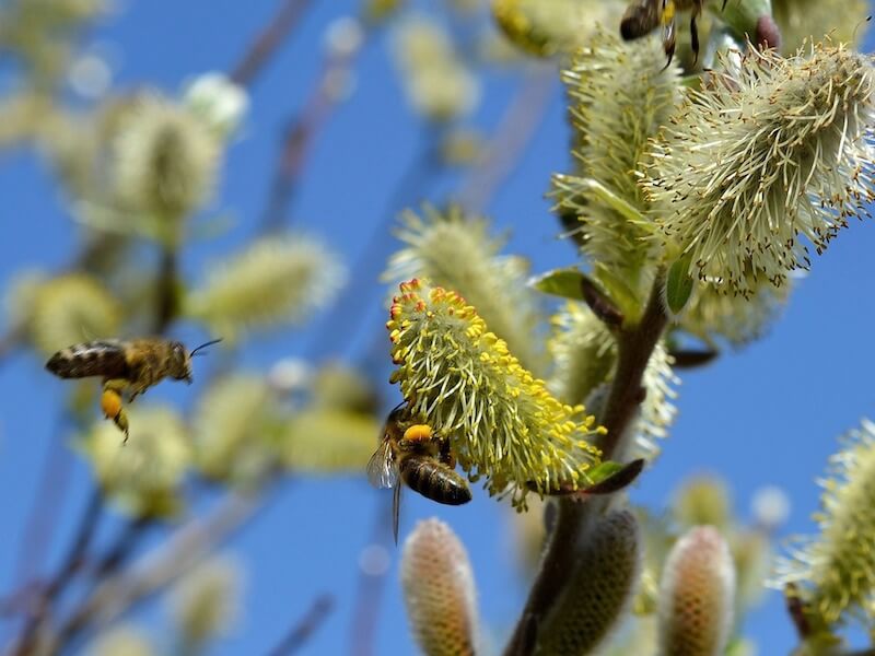 Råd vid pollenallergi