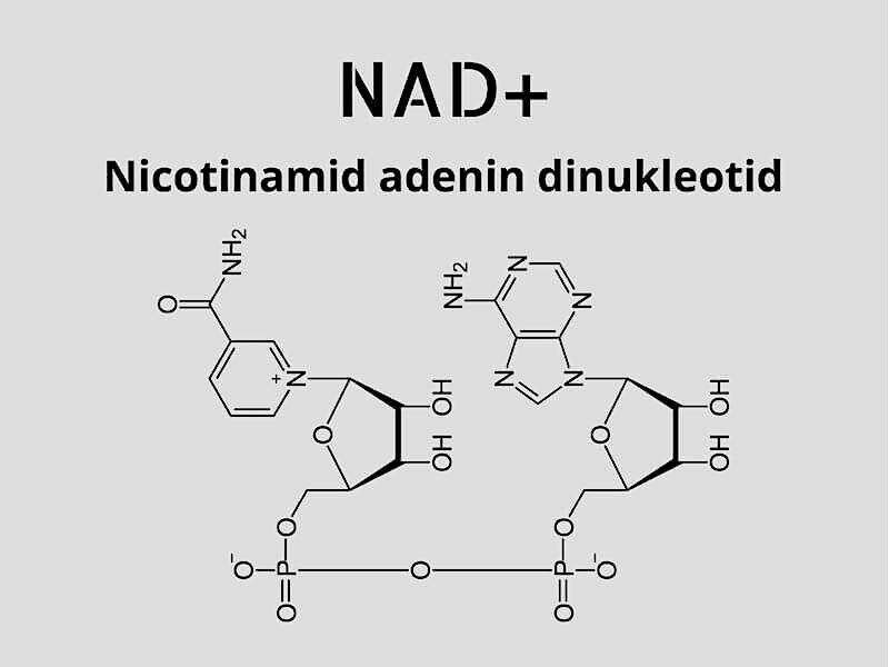 Hur bildas NAD+ i kroppen