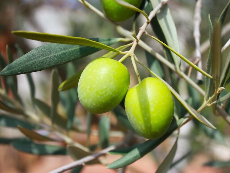 Olika kvalitéer av olivolja 