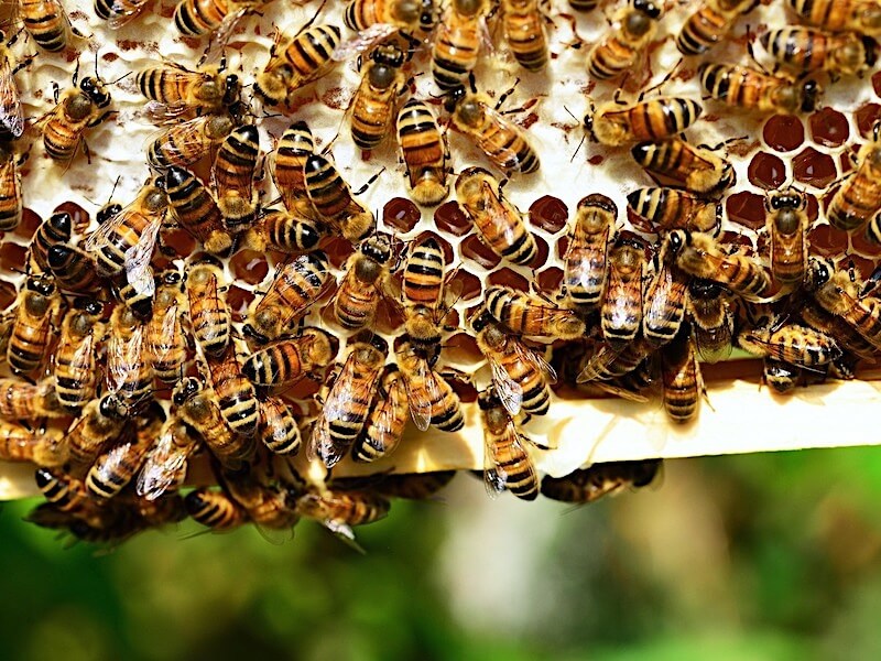 Propolis som kosttillskott