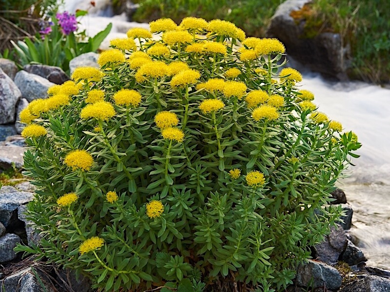 Rosenrot, Rhodiola rosea vid stress