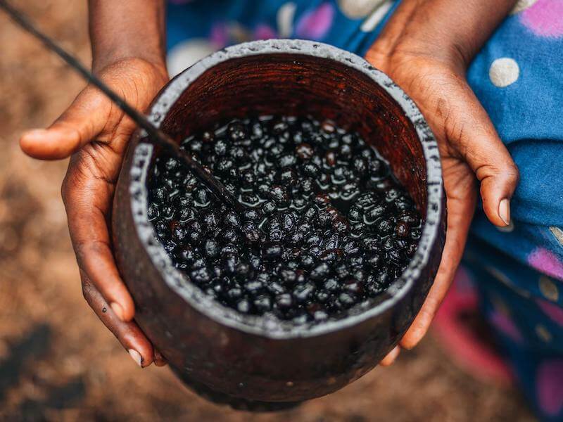 Acai ( Euterpe oleracea )