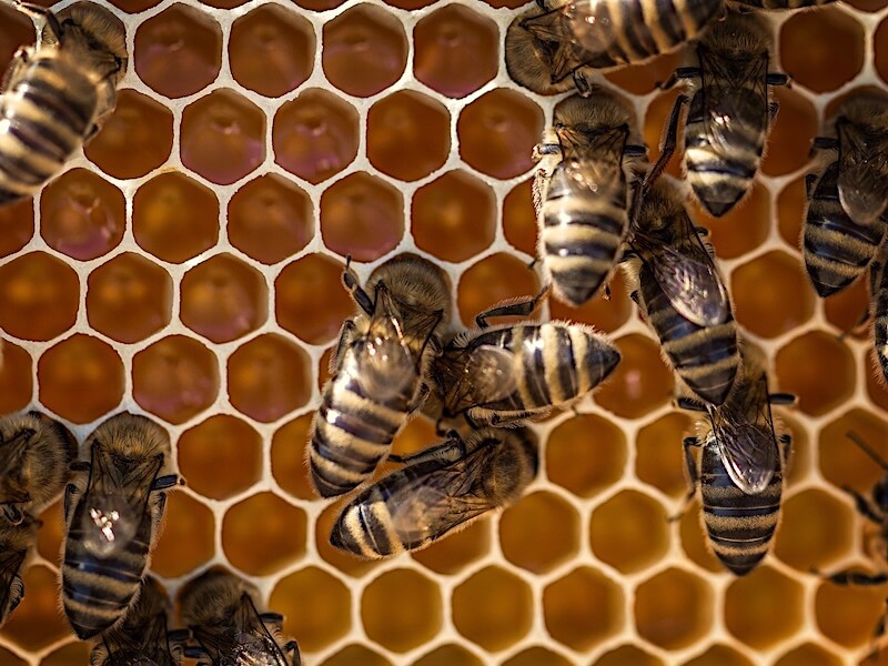 Royal jelly, Bidrottninggelé som kosttillskott