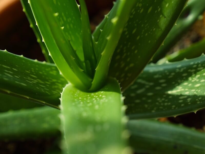 Aloe vera för hälsan och huden