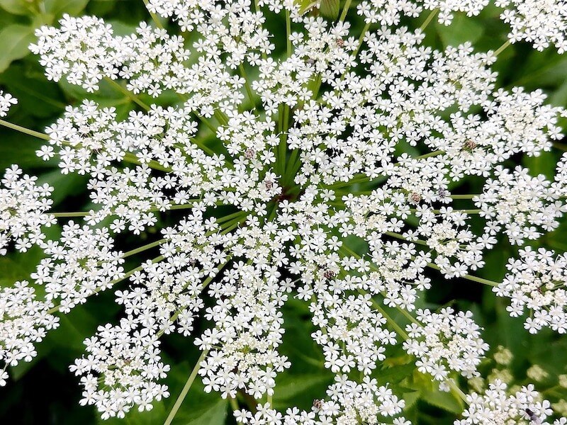 Användning av örten Dong quai ( Angelica sinensis )