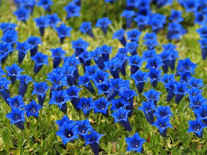 Gentiana - bittra örter för magen