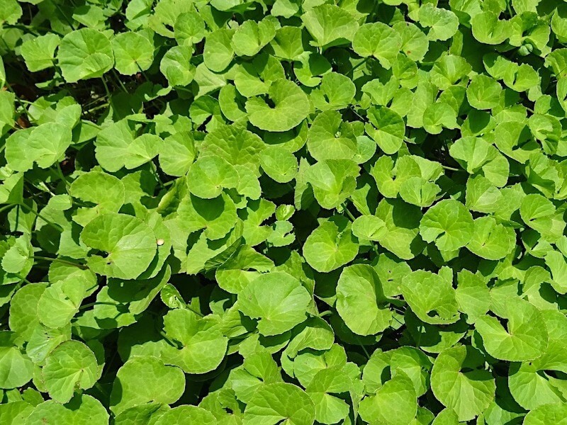 Gotu kola  - en adaptogen ört med många användningsområden
