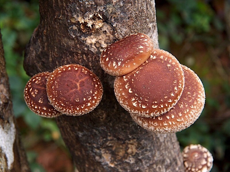 Användning och hälsosamma egenskaper av shiitake