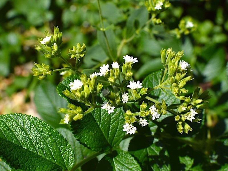 Stevia som sötningsmedel