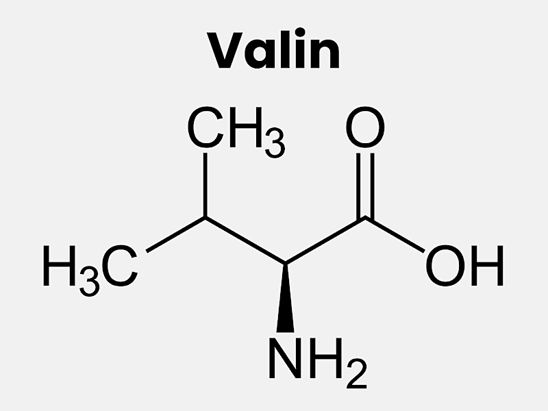 Funktion av aminosyran valin i kroppen och som BCAA kosttillskott