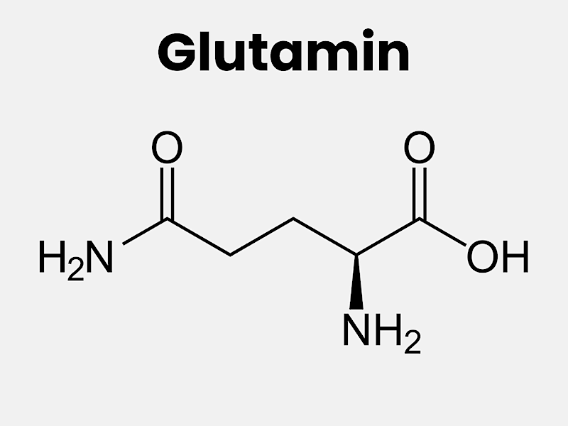Aminosyran glutamin och  glutaminsyra och dess funktion i kroppen och som kosttillskott